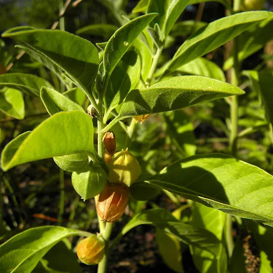 The Marvelous Benefits of Ashwagandha: A Herbal Wonder